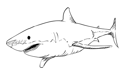 How to Draw a Great White Shark Sketchbook Challenge 14