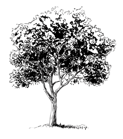 How-to-Draw-a-Tree-step-6.gif