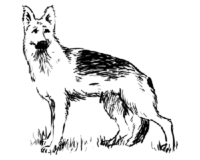 dog drawing