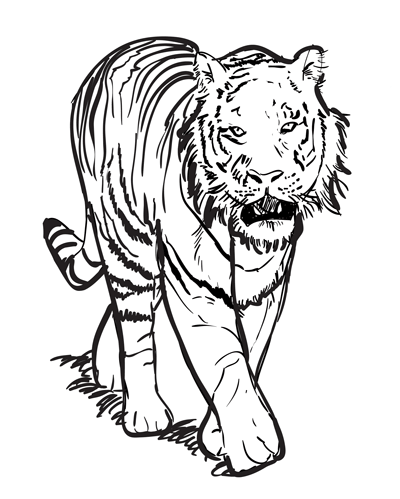 How to Draw a Tiger Sketchbook Challenge 29