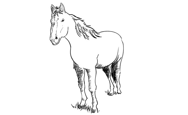 How to Draw a Horse