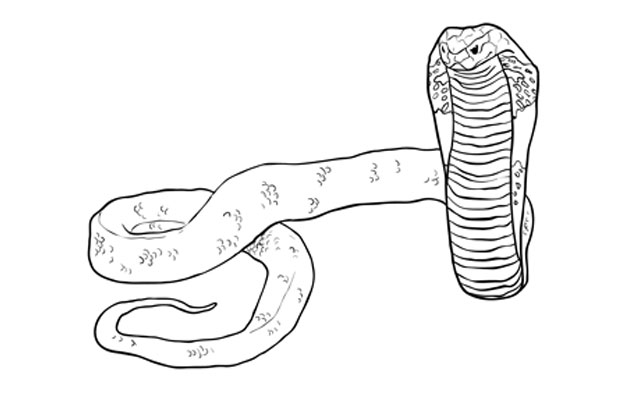 How to Draw a Cobra – Sketchbook Challenge 41 | SketchBookNation.com