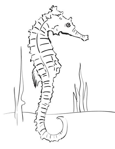 How To Draw a Seahorse | SketchBookNation.com