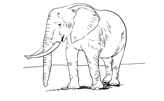 How to Draw an Elephant – Sketchbook Challenge 4 | SketchBookNation.com