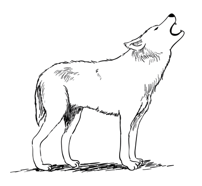 How to Draw a Wolf – Sketchbook Challenge 15 | SketchBookNation.com