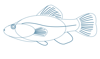 How to Draw a Fish – Sketchbook Challenge 13 | SketchBookNation.com