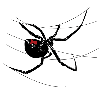 How to Draw a Black Widow Spider