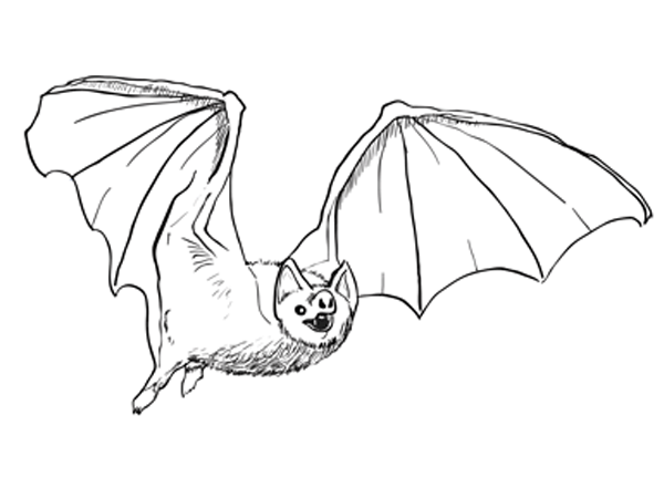 How to Draw a Bat Step by Step