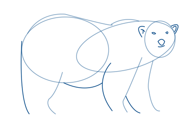 How to Draw a Polar Bear Step by Step