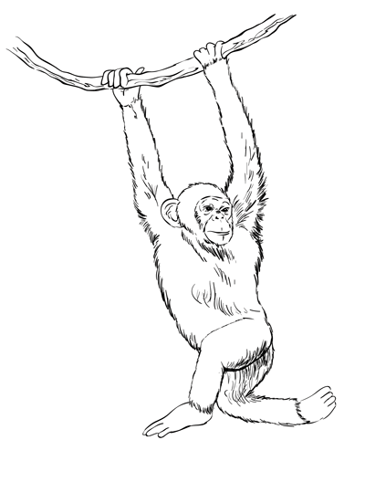 Como desenhar macaco fácil instruções passo a passo