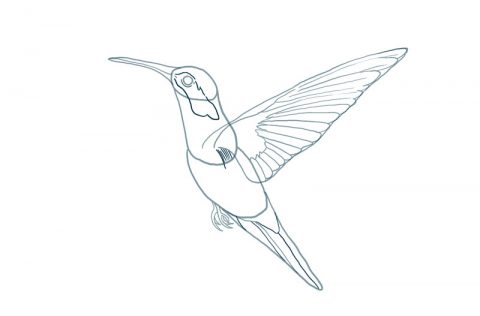 How to Draw a Hummingbird – Step by Step | SketchBookNation.com