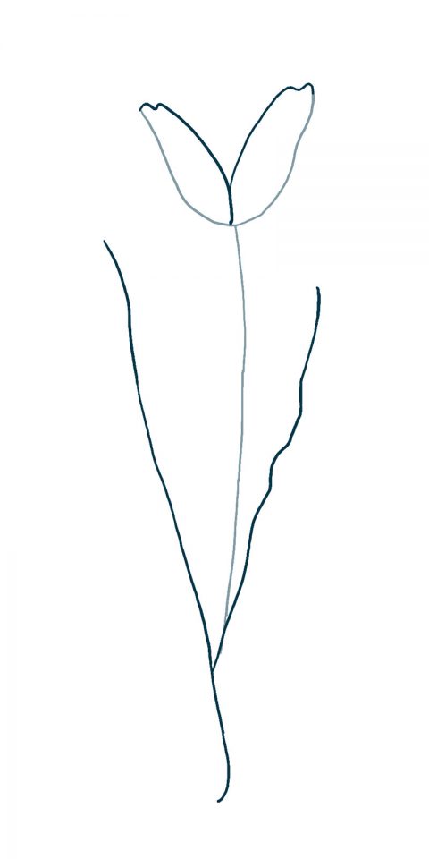 How to Draw a Tulip – Step by Step - SketchBookNation.com