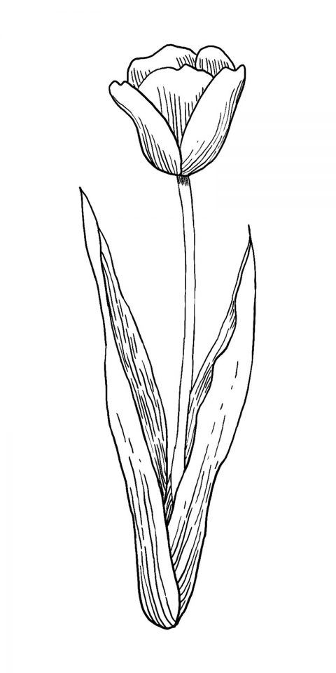 How to Draw a Tulip – Step by Step | SketchBookNation.com